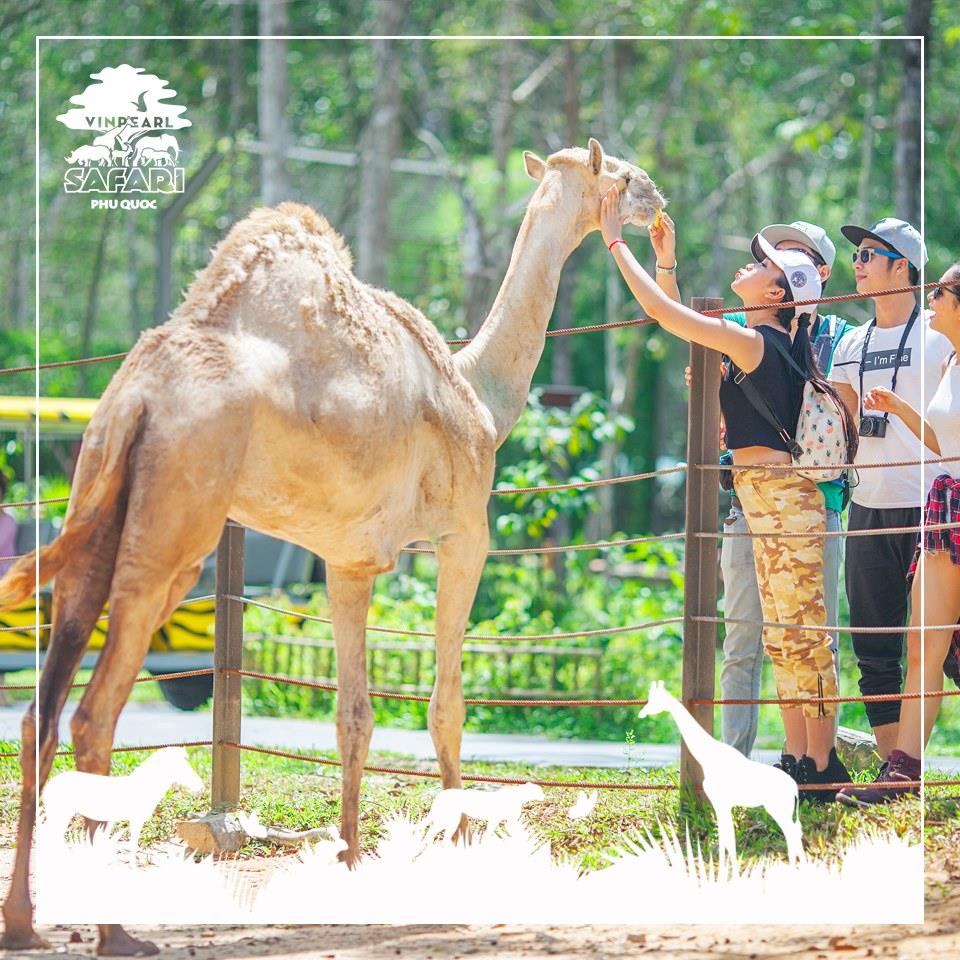 VINPEARL SAFARI PHÚ QUỐC