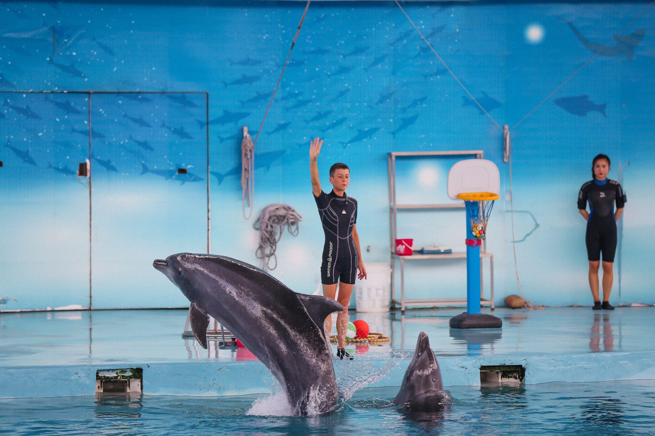 Dolphin Show ở biển nhân tạo Hà Nội Baaraland